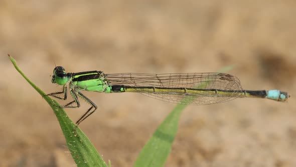 Winged Insect