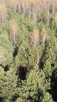 Vertical Video of an Autumn Forest During the Day