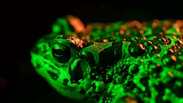 Acid Green Ground Toad Closeup Night Shot Under Neon Light