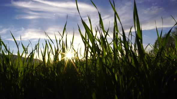 Grass And Sun