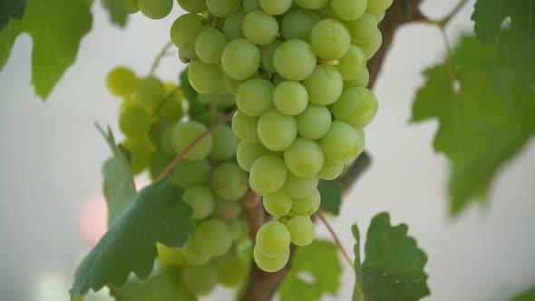 Green Grapes Close Up