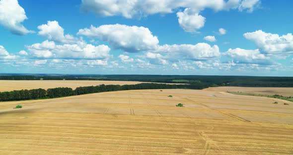 Harvesters Harvest Wheat from the Field on a Sunny Day Aerial View