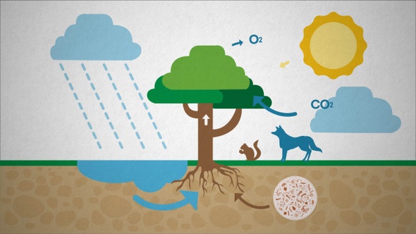 Ecosystem Photosynthesis