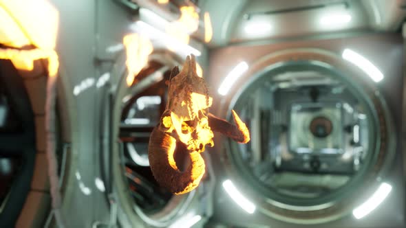 Skull of Dead Ram in International Space Station