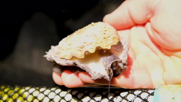 Live abalone crawls around on caucasian hand; commercial aquaculture