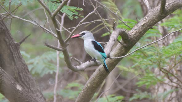 Two common paradise kingfisher on a branch