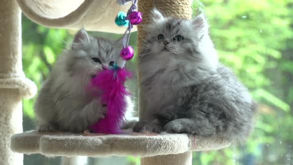 Two Persian Kittens Playing On Cat Tower