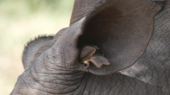 Yellow-Billed Oxpecker Eats Insects out A Rhino Ear