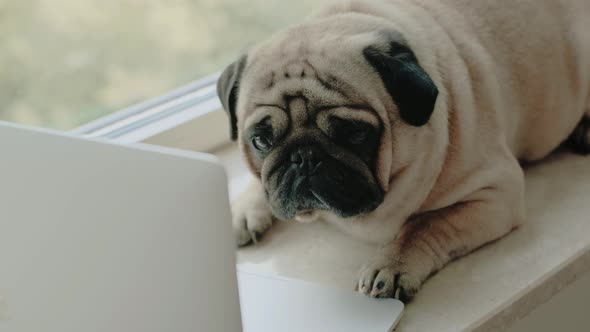 Cute Dog Pug with a Laptop on the Windowsill