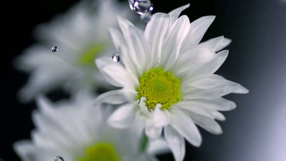Daisy and water droplet, Slow Motion alt