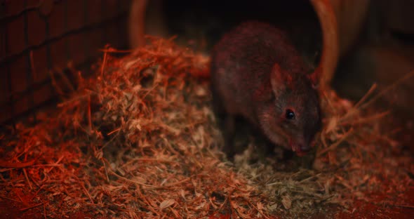 Close up of Woylie or brush-tailed bettong, eating food, slow motion