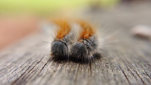 Extreme macro close up and extreme slow motion of two Western Tent Caterpillar’s as the wind hits it