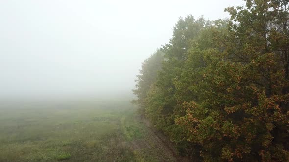 Aerial Fly Near Autumn Trees in Mystic Forest and Fog