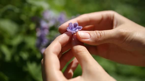 Woman Found Lucky Flower in Lilac Bush. Natural Spring Background with Blossoming Flowers.
