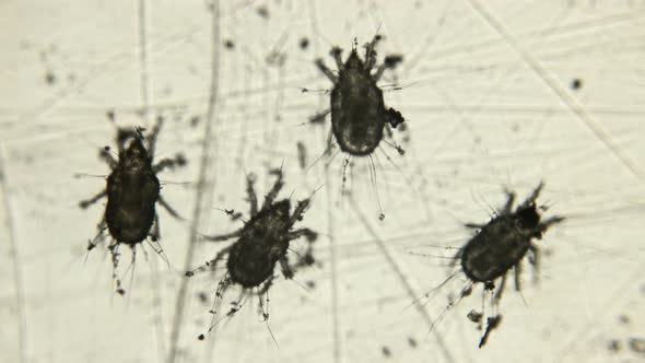 Barn or Flour Mite Under a Microscope