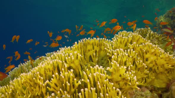 Tropical Fish on Vibrant Coral Reef