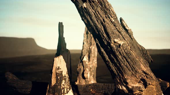 Logs and Trunks After the Forest Fire