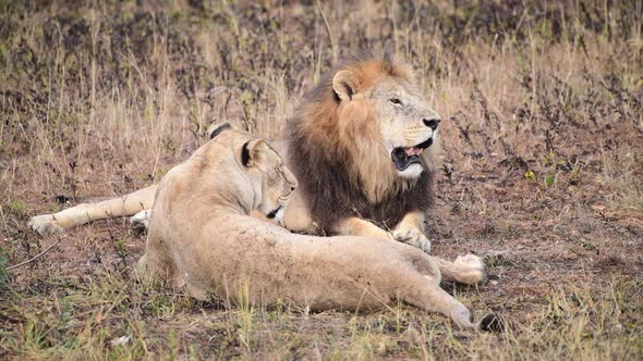 Wild Lions Pride in African Savannah Resting in the Morning Sunrise Rays