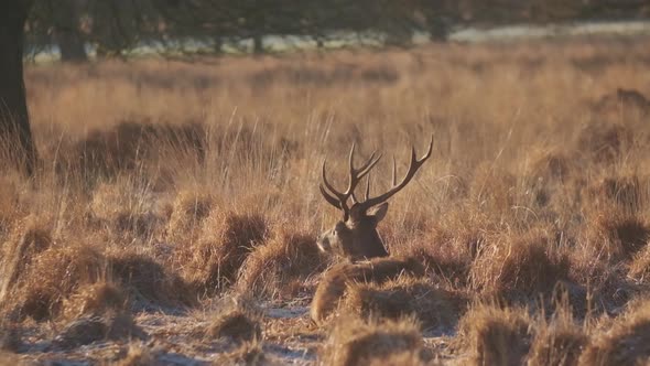 Red deer stag resting winter morning golden hour slow motion