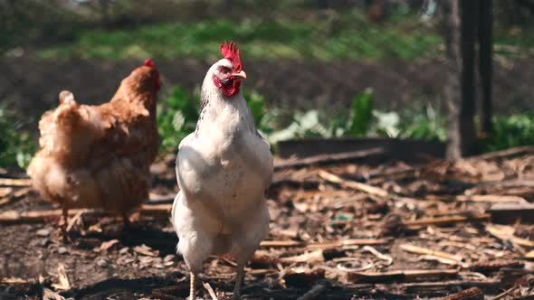 Footage of chicken in farm outdoor during sunny day.