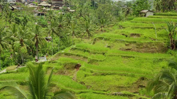 Aerial shot of the lush green rice paddies of Bali.