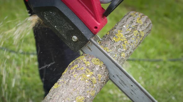 Close Up Lumberjack Sawing Tree, Saw in Motion, Sawdust Fly To Sides, Wood Work