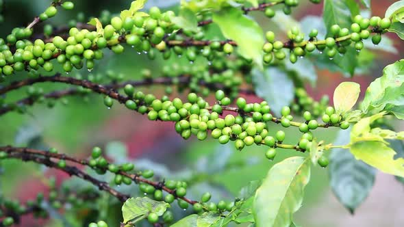 Coffee Beans Raw Plantation