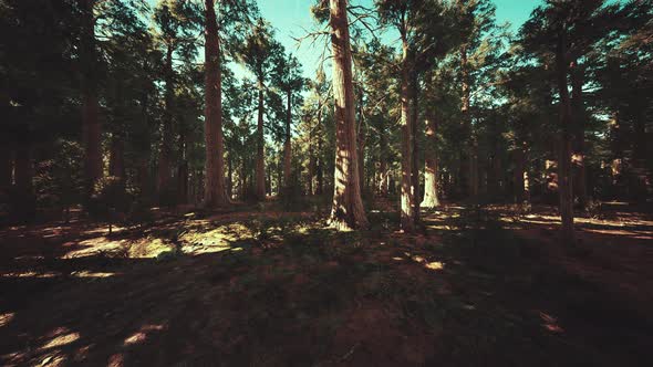 Giant Sequoias Trees or Sierran Redwood Growing in the Forest