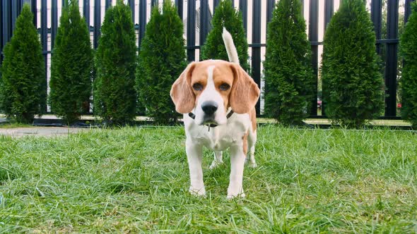 Cute Dog Beagle Sniffed Something at Grass Outdoors Search Around