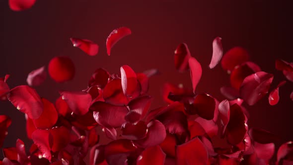 Super Slow Motion Shot of Real Red Rose Petals Explosion on Red Background at 1000 Fps