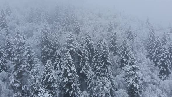 Aerial shot: spruce and pine winter forest completely covered by snow.