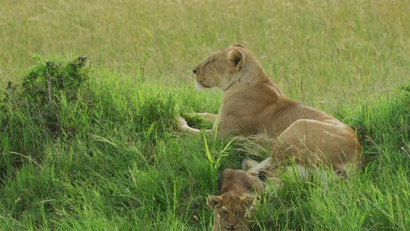 Lioness resting next to its cub