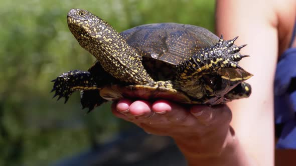 Turtle Lies on Woman Hand and Funny Moves Its Paws on Green River Background