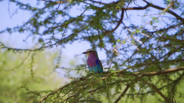 A small bird sits in the green branches of a tree and looks around on an African safari in the hot s