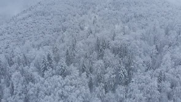 Aerial shot: spruce and pine winter forest completely covered by snow.