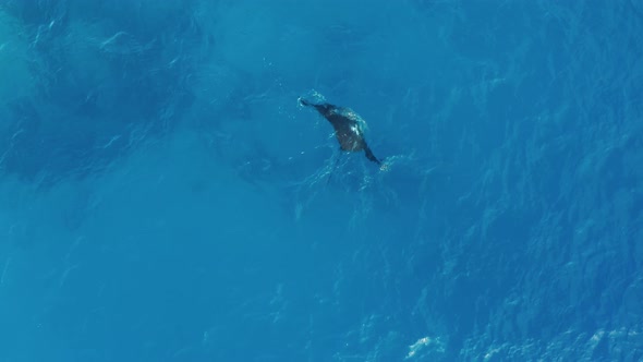 Beautiful Manta-Ray Swimming Beneath The Bright Blue Ocean  In Fiji - Aerial Shot