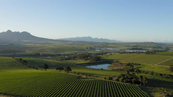 Aerial vineyards and dam pond at sunrise, mountains in background on farm landscape in countryside,