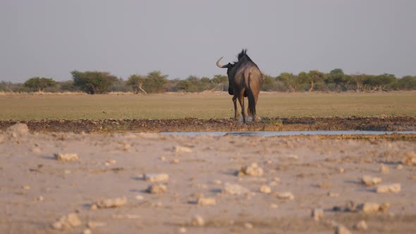 Wildebeest running away 