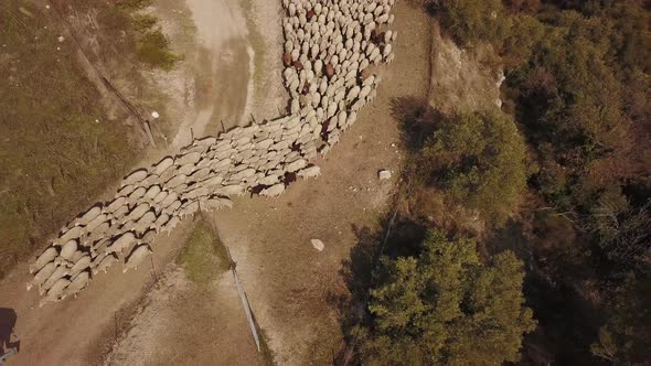 Aerial Shot of Shepherd Leads the Herd of Sheep France Europe