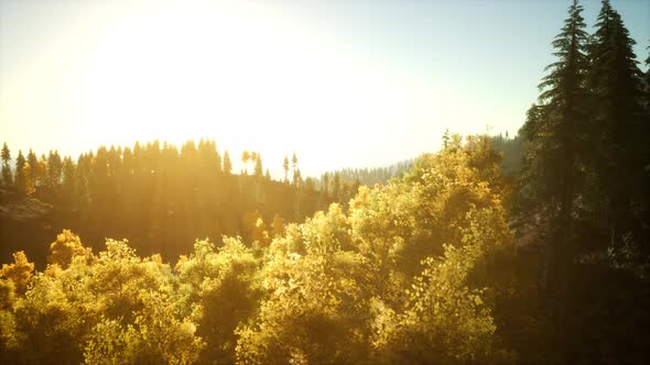 Mountain Autumn Landscape with Yellow Forest