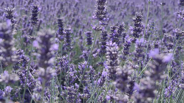 Lavender in the wind with bees