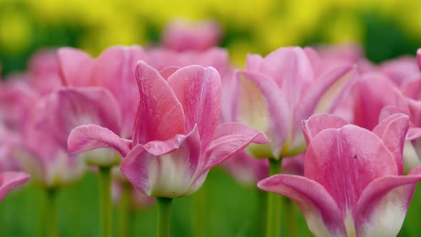 Close-up of pink tulips in a field of pink tulips. Tulips pink. Flower bright background horizontall