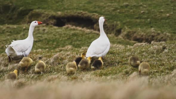 Ducklings Walking Away As They Follow Parent Ducks in Grass Fields, Faroe Island