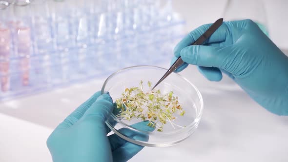 A Scientist in a Modern Laboratory Is Conducting an Experiment on Plant Seeds. Concept - Studies