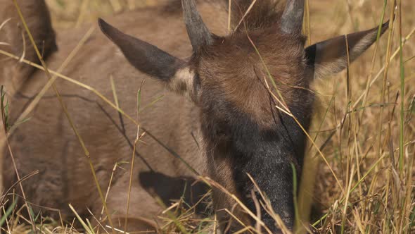 Young Topi antelope