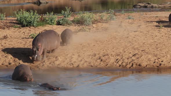 Hippopotamus Entering Water - Kruger National Park