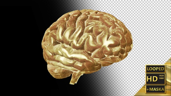 Computer Model of the Human Brain 