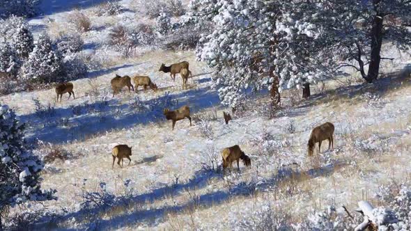 Herd of cow Elk grazing on a snowy hillside with one laying down in the Rocky Mountains of Colorado