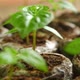 Chili Plant Leaves Seedlings of Chili Plants Cultivation - VideoHive Item for Sale