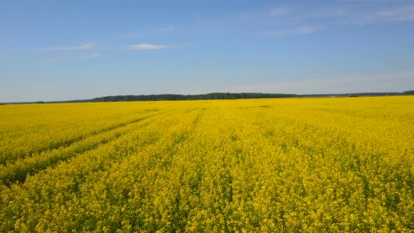 Rapeseed Fields Aerial 6